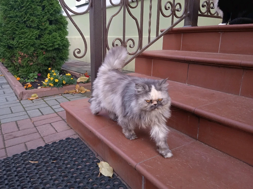 Image uploaded by Lumi