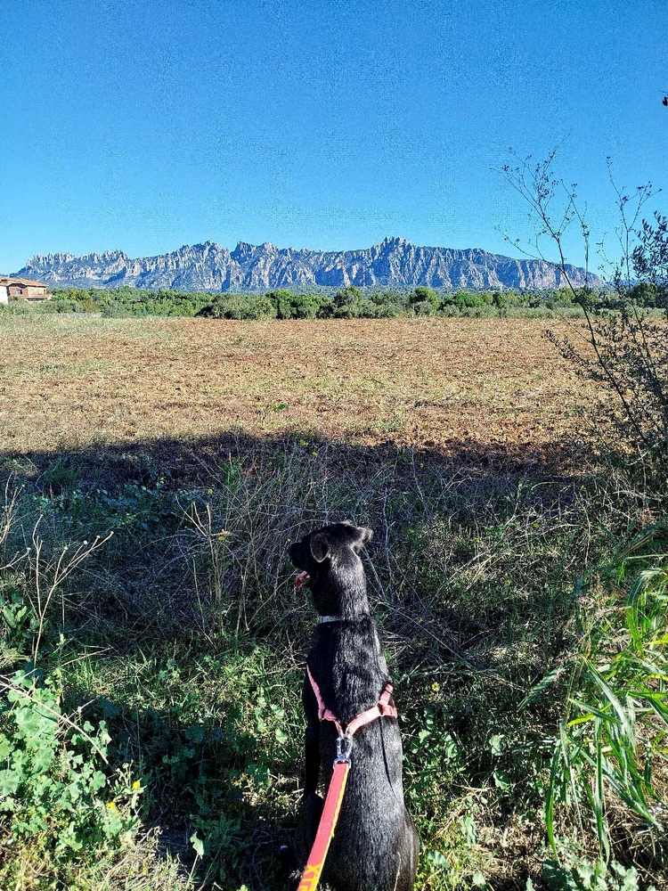 GIF pujat per Óscar