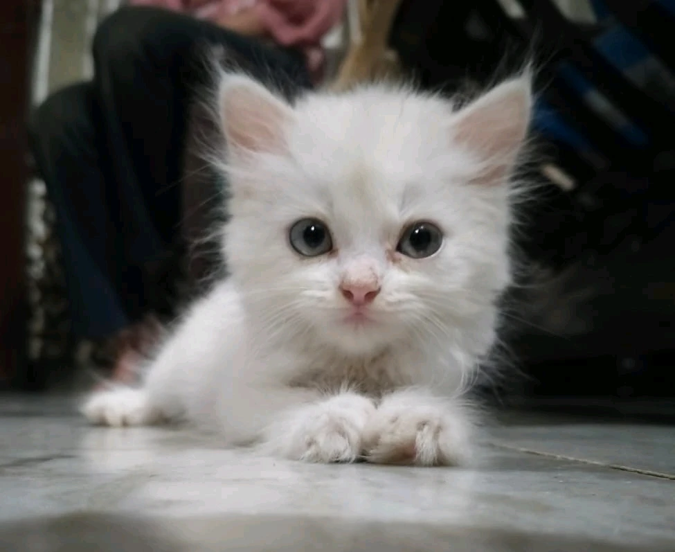 GIF gi-upload ni Vivek Rana