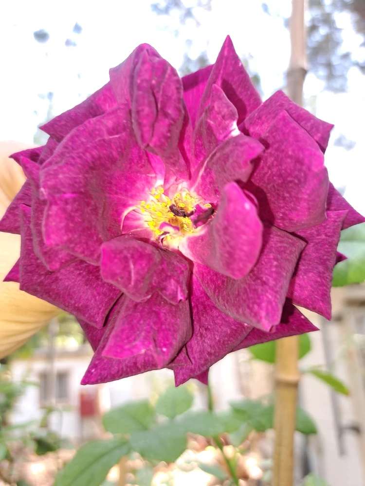 Image uploaded by Dar