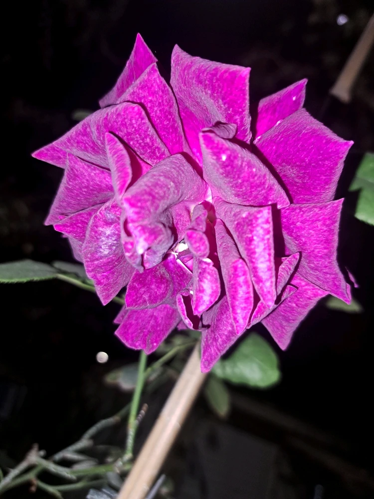 Image uploaded by Dar