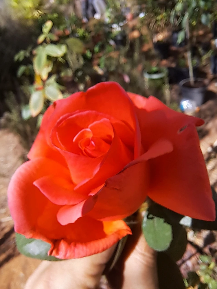 Image uploaded by Dar