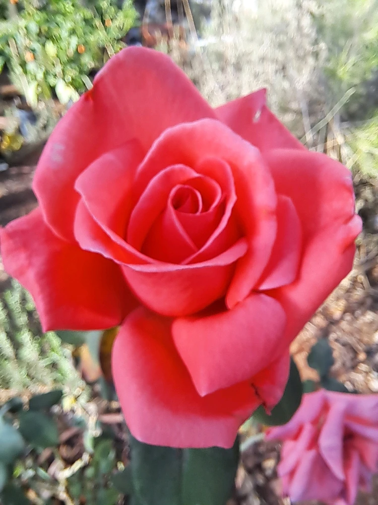 Image uploaded by Dar