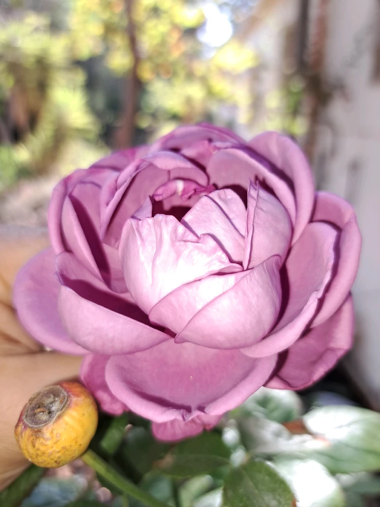 Image uploaded by Dar