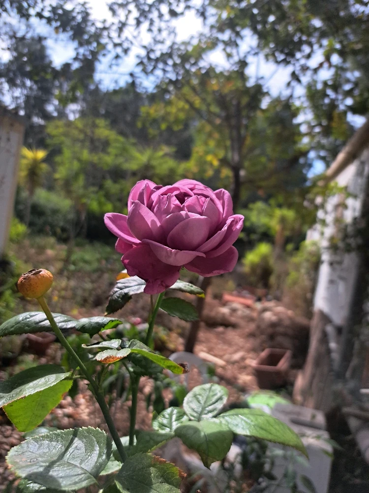Image uploaded by Dar
