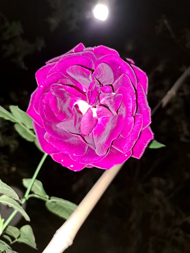 Image uploaded by Dar