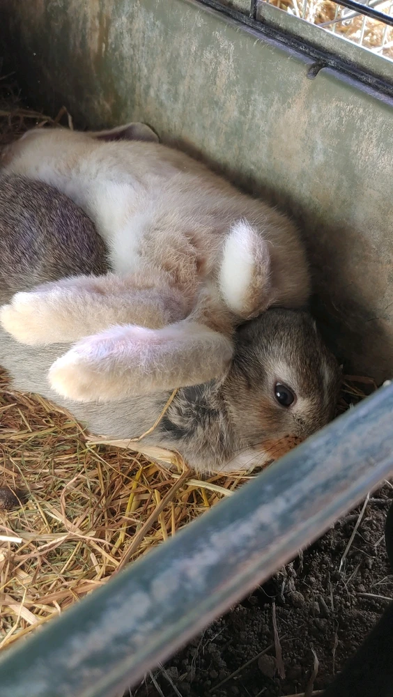 A brown rabbit with his blonde sister laying on top of him butt first. He looks annoyed.