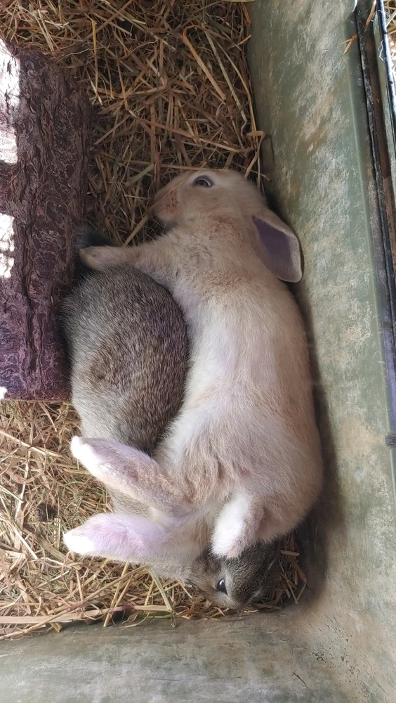 The same rabbits from a higher angle. The blonde rabbit also looks confused.