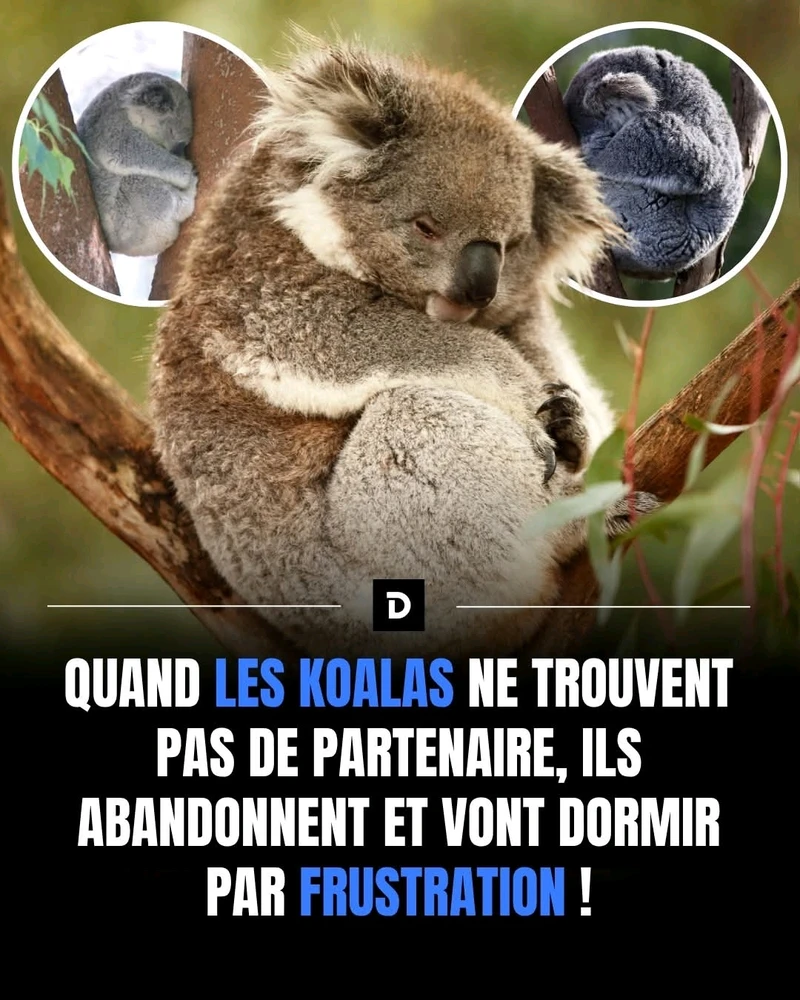 Bon bah... bonne nuit !