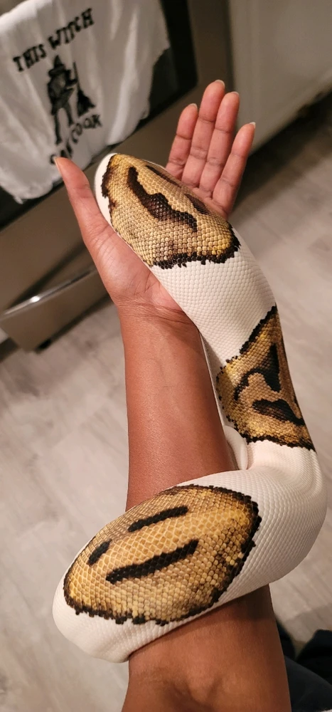 Can I please see pics of everyone's pets? Especially any exotic types. Here's my babies.