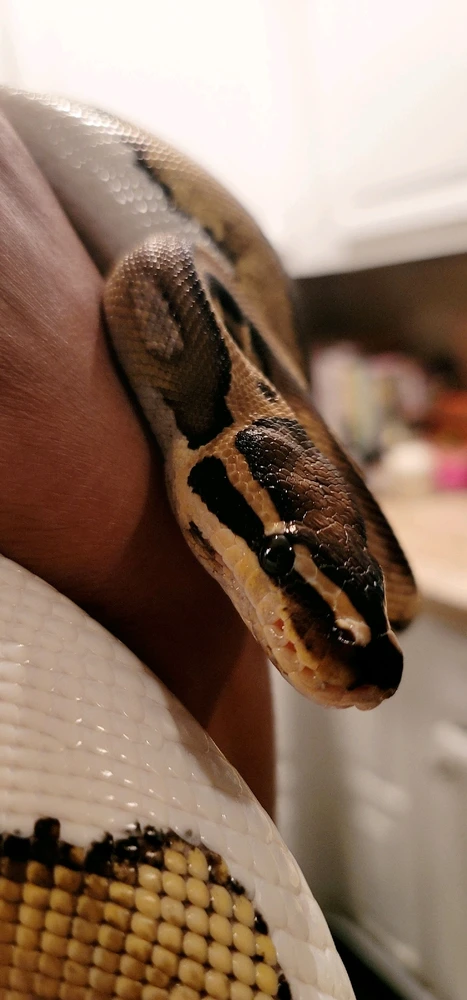 Can I please see pics of everyone's pets? Especially any exotic types. Here's my babies.