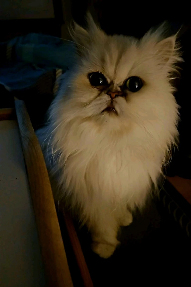 GIF hochgeladen von René