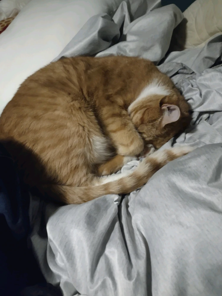 Warm laundry and sheets are apparently the best things to nap on