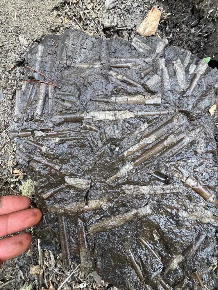 Image uploaded by Dana