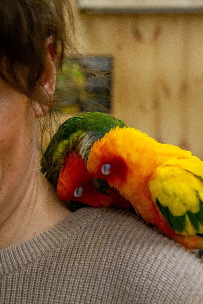 They just fell asleep on their mother's shoulder :D