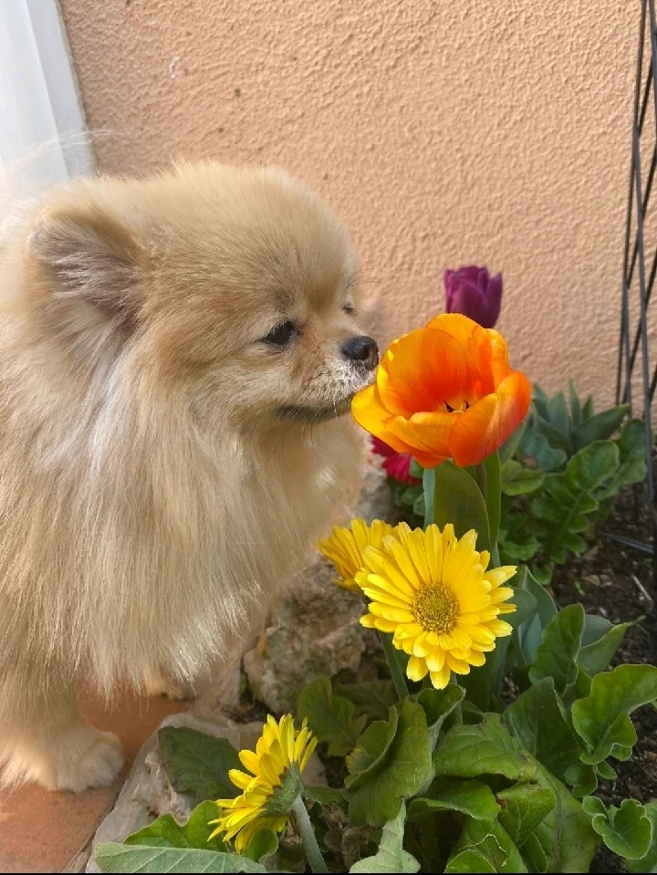 Bailey, One of a kind 🐶🌼🏵️