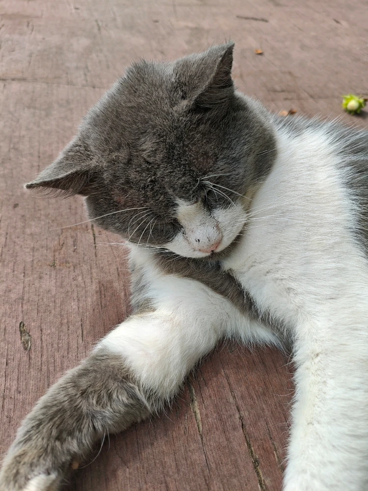 Days like this require cats