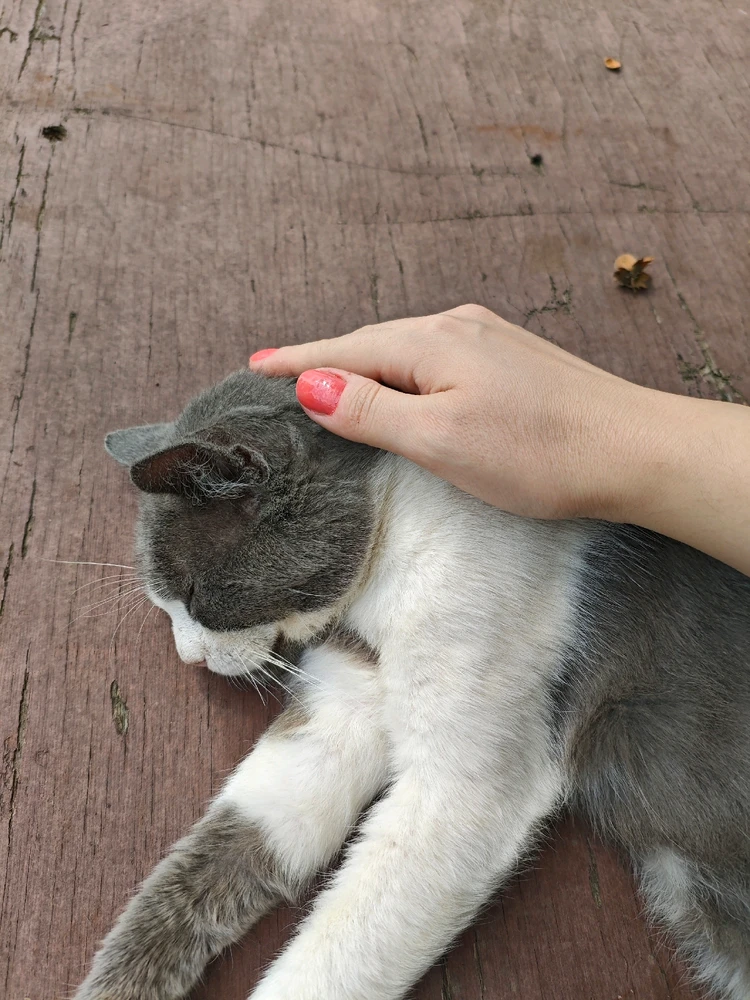 Days like this require cats