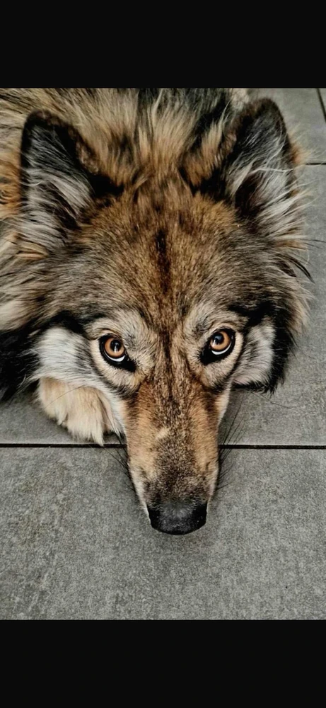 GIF ajouté par Alexis