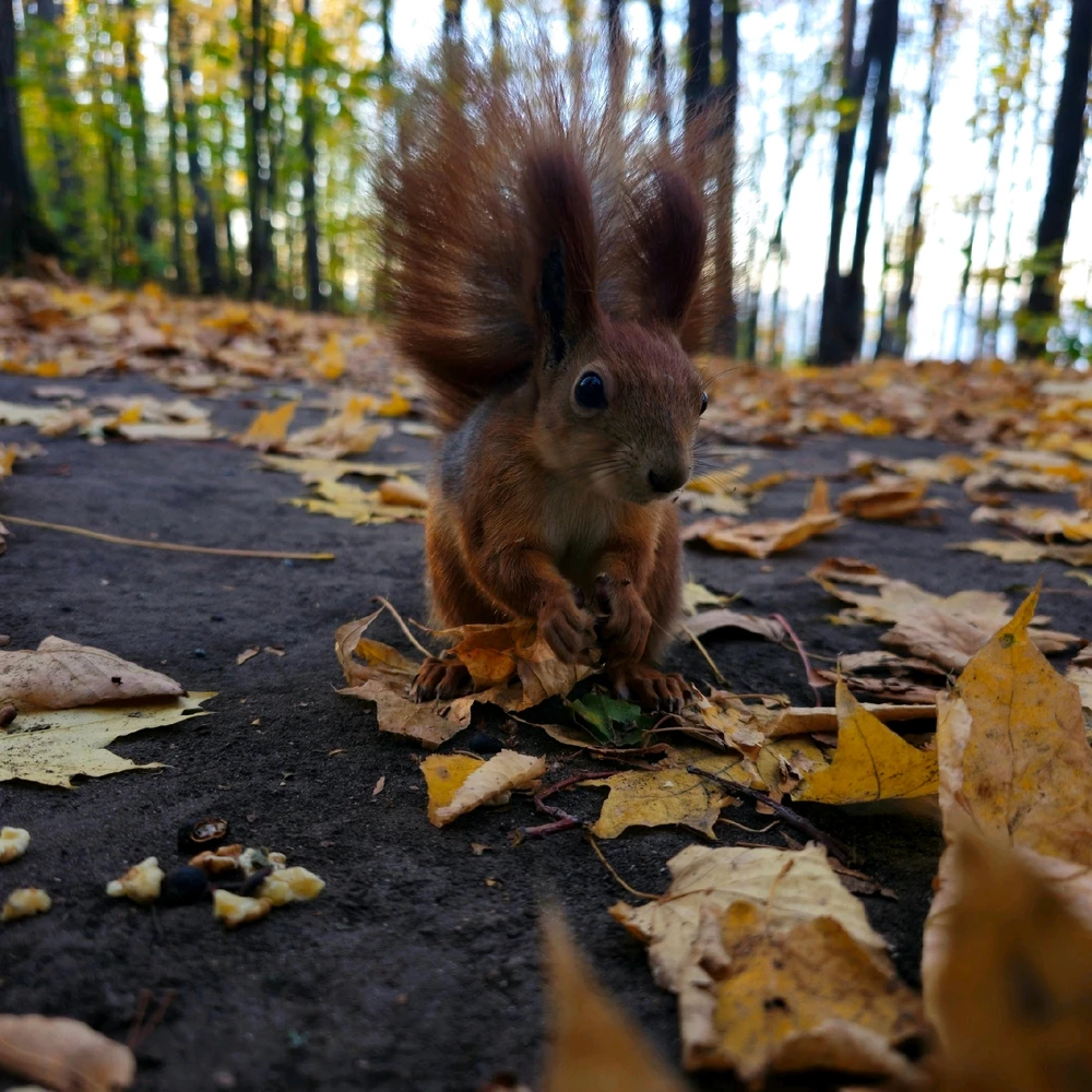 a squirrel in the park 🐿