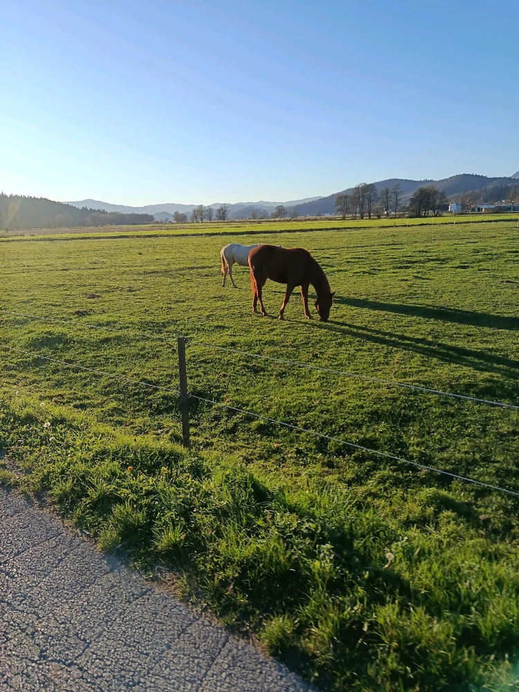 Sliko je naložil Blaž