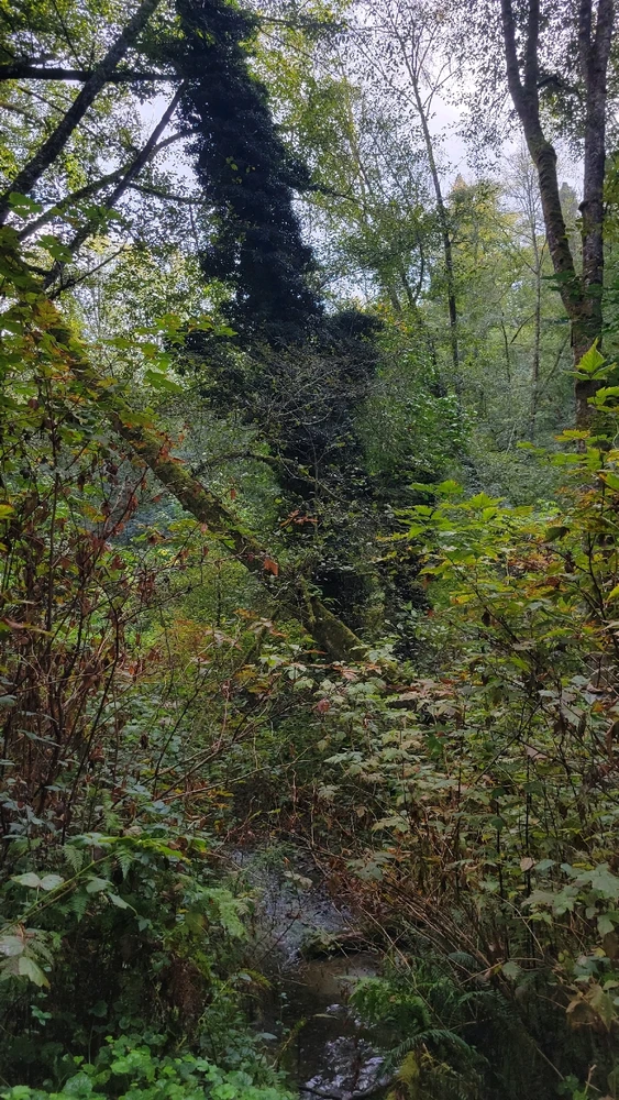 Lush greenery in Meadowdale Beach Park, Seattle