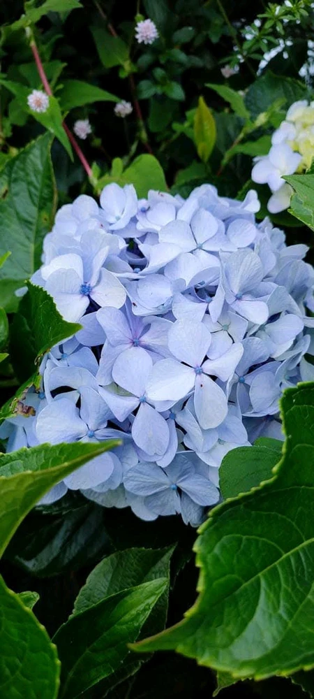 Hydrangea