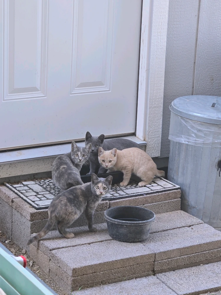 The four kittens my mom's been feeding till we can catch them and home them