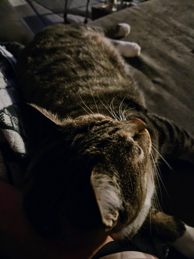 The sweet clingy cuddles