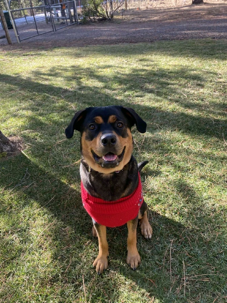 My dog in her Christmas sweater