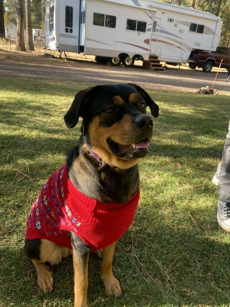 My dog in her Christmas sweater