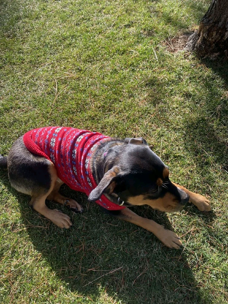 My dog in her Christmas sweater