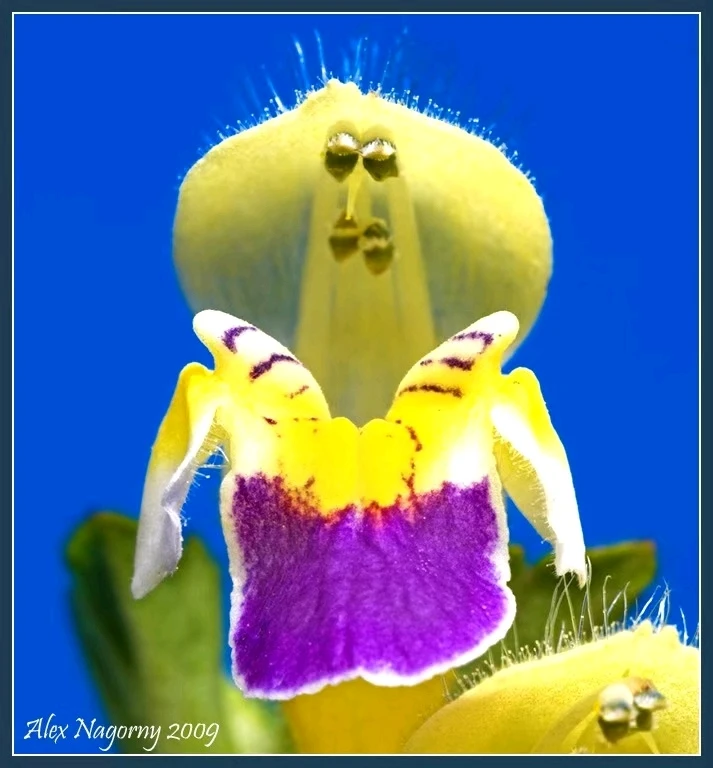 GIF gi-upload ni Alex
