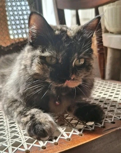 Image uploaded by Dulnith