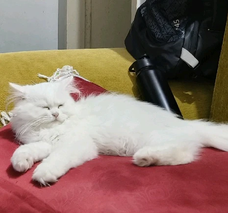 Tera dhyan kidhar hai, mera billa idhar hai 😎