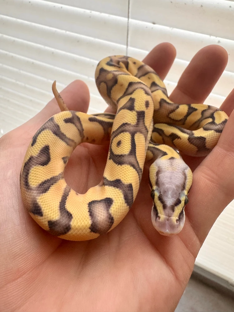 Look at these chaps!