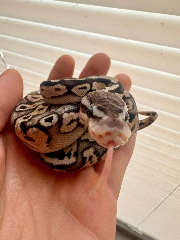 Look at these chaps!