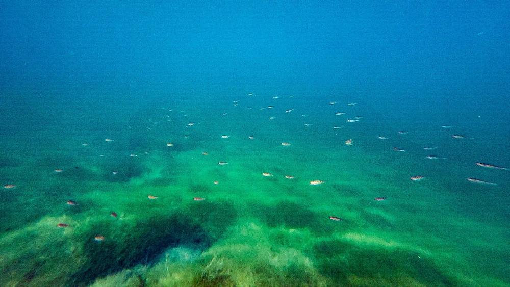 Zdjęcie dodane przez Jarek