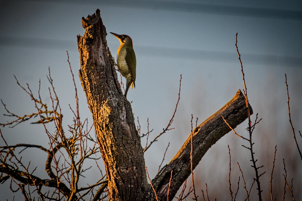 Obrázek nahrál Radek Novoměstský