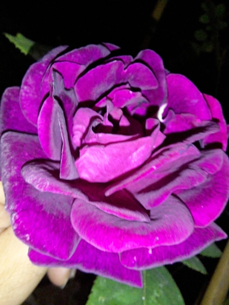 Image uploaded by Dar