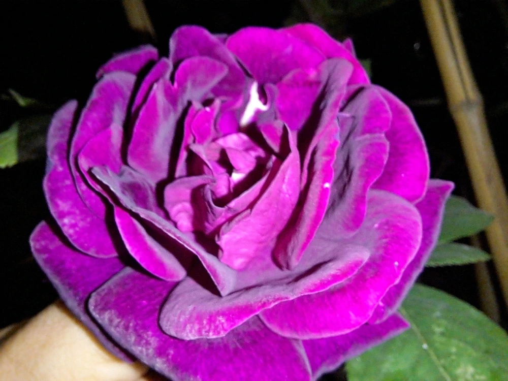 Image uploaded by Dar