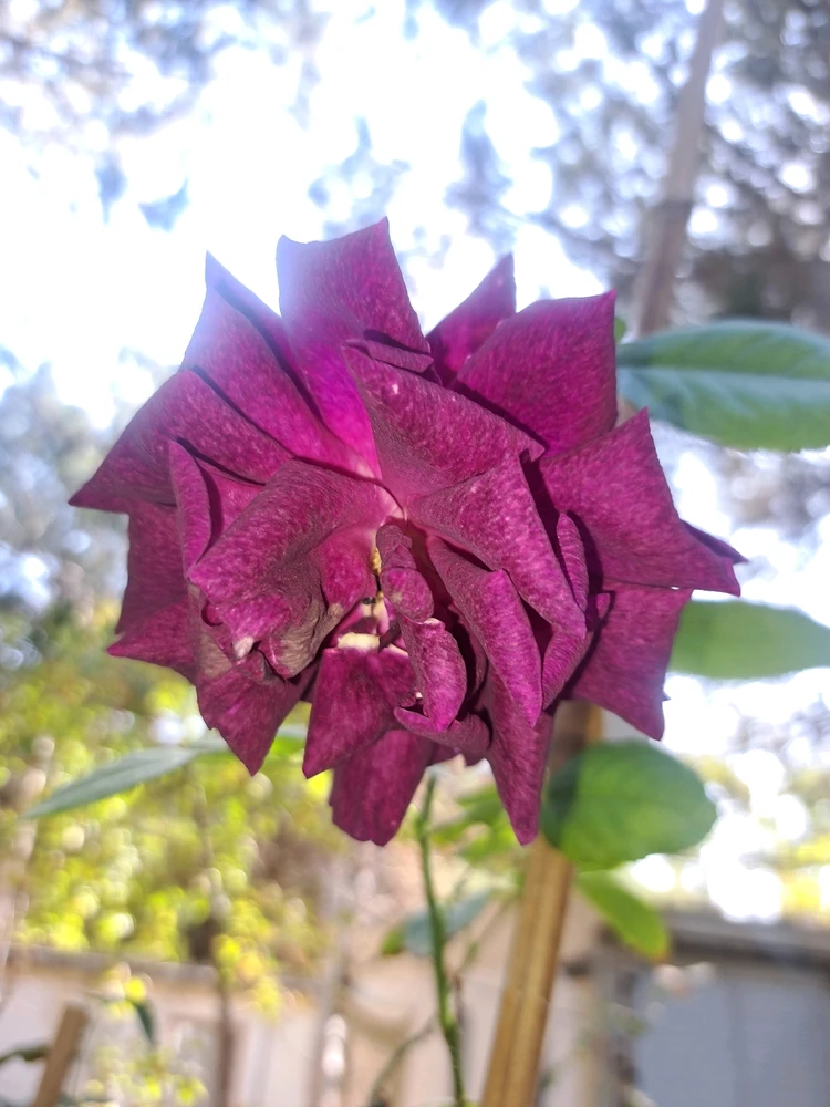 Image uploaded by Dar