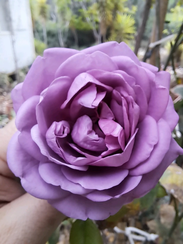 Image uploaded by Dar