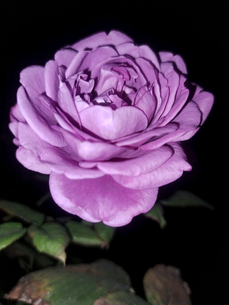 Image uploaded by Dar