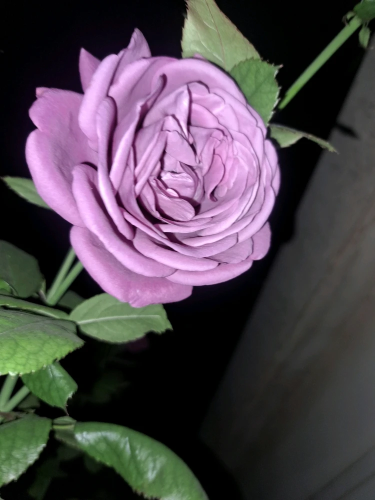 Image uploaded by Dar
