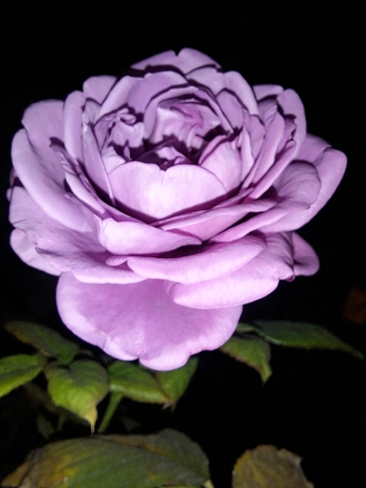 Image uploaded by Dar