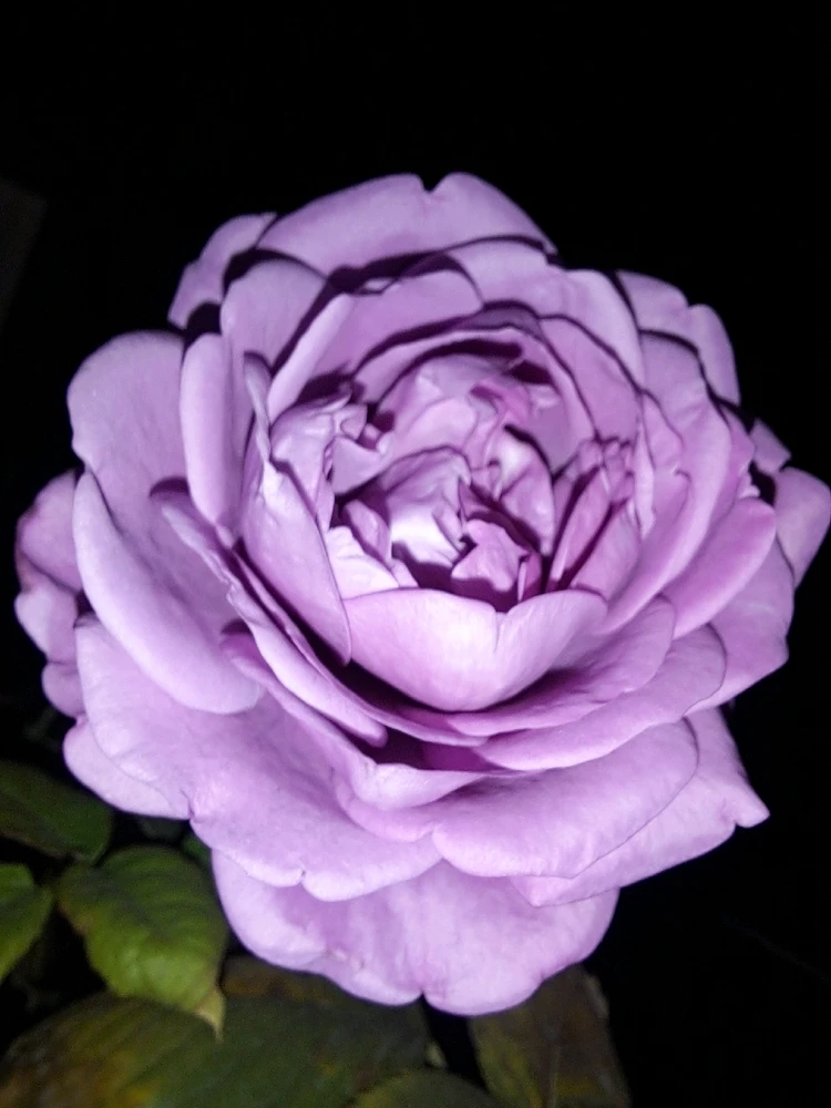 Image uploaded by Dar