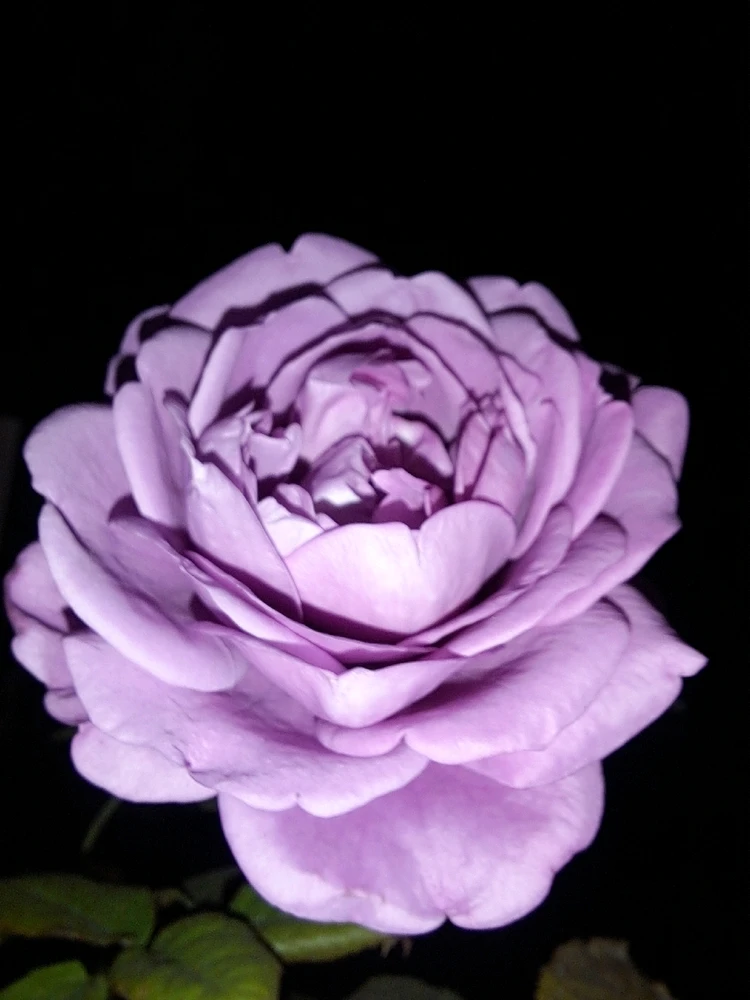 Image uploaded by Dar