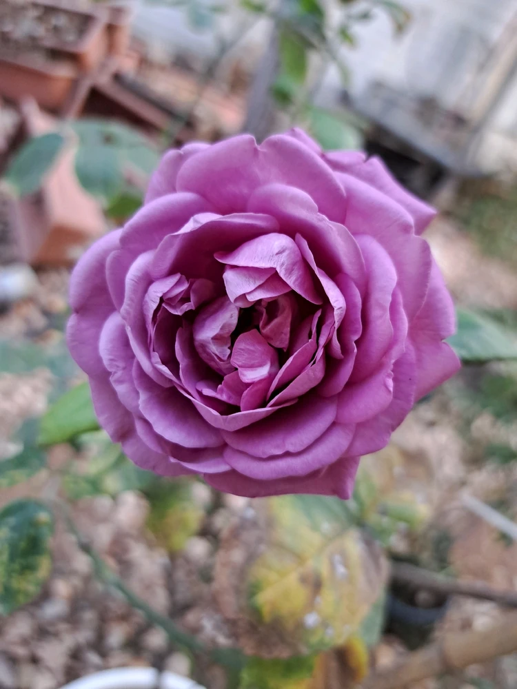 Image uploaded by Dar