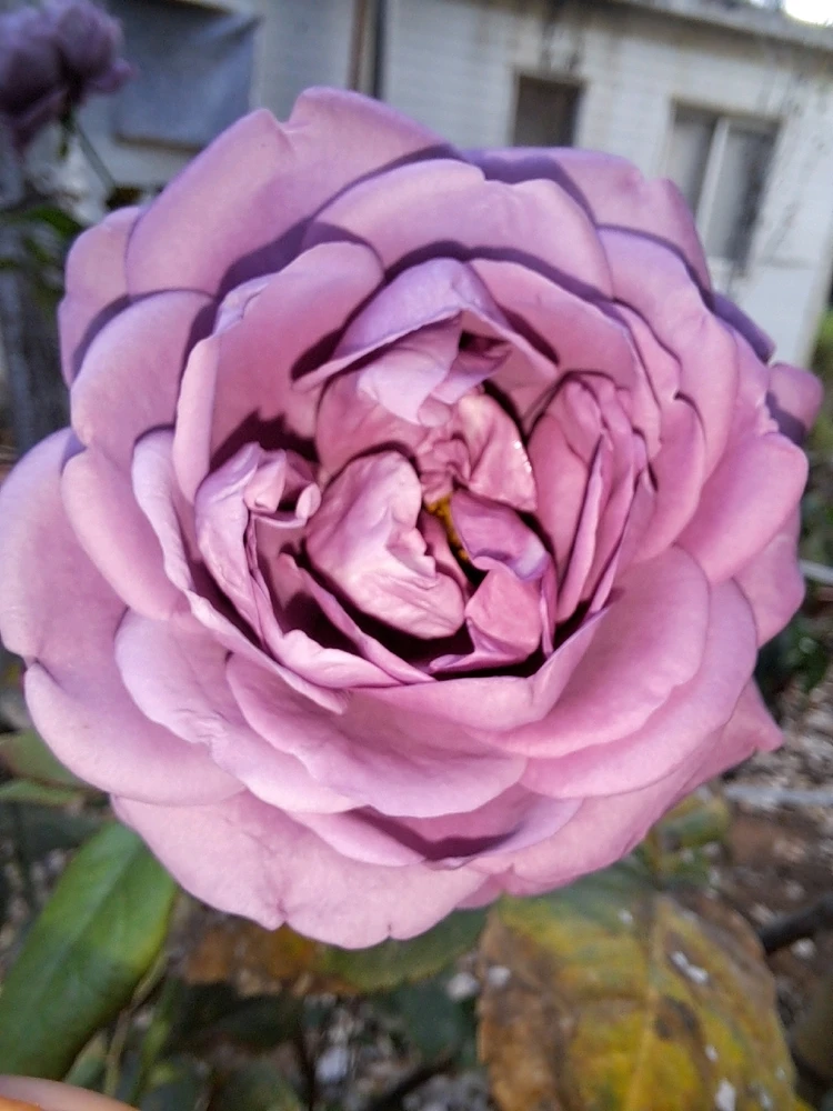 Image uploaded by Dar